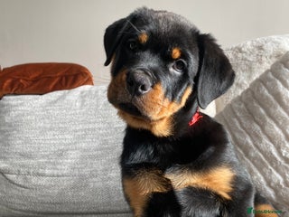 Rottweiler dogs KC Rottweiler puppies ready now fully vaccinated - Advert 2