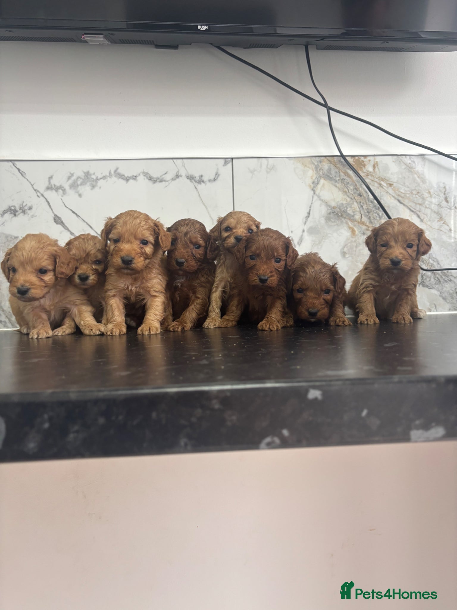 Maltipoo dogs for sale:  Fox red Quality maltipoo puppies - Advert 2