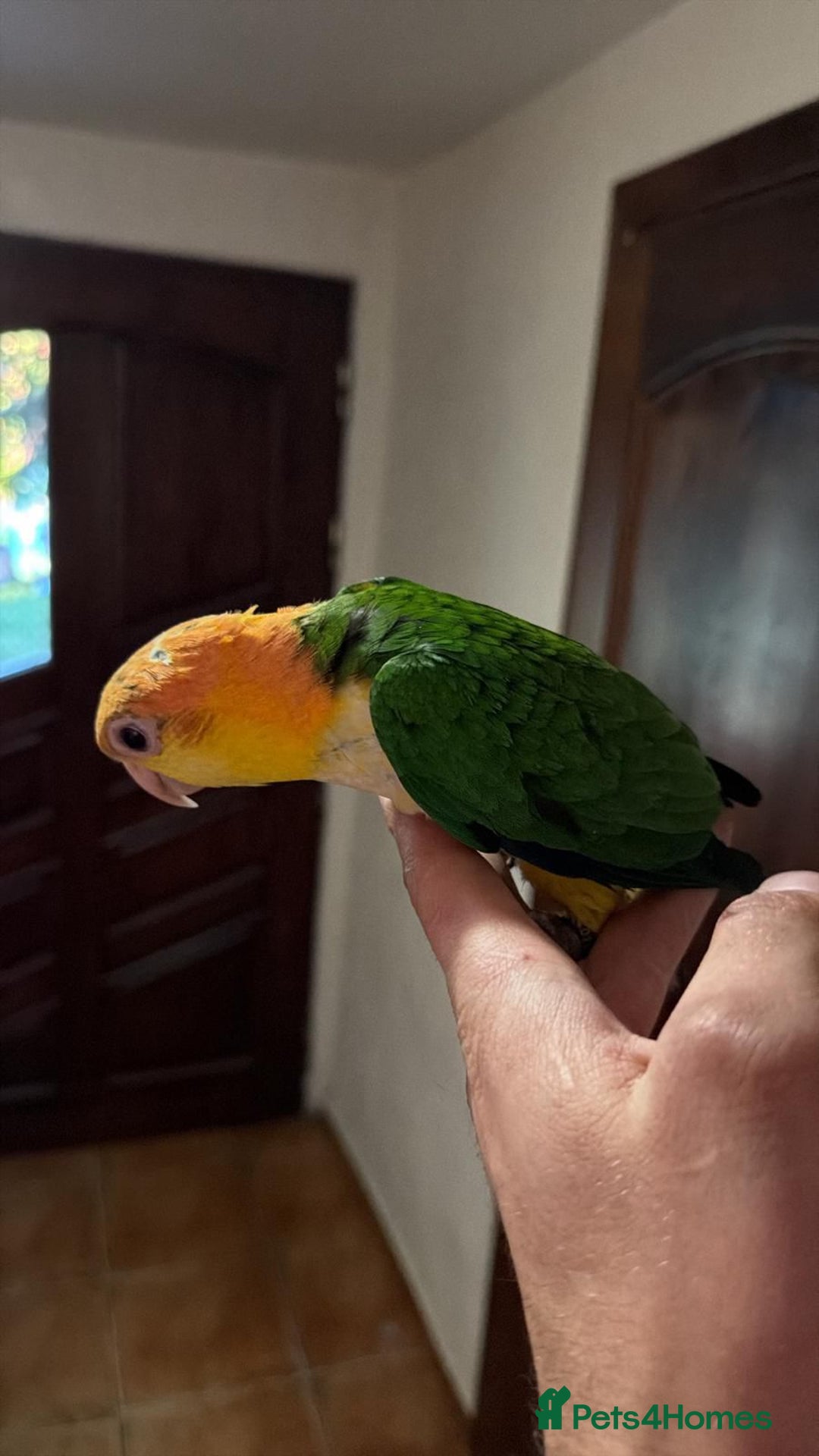 Parrots birds for sale: Black headed and yellow headed caiques babies - Advert 9