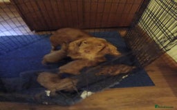 Cockapoo dogs for sale: Cockapoo puppies f1 show) ❤️ fox Red. !!!!!!. - Image 6