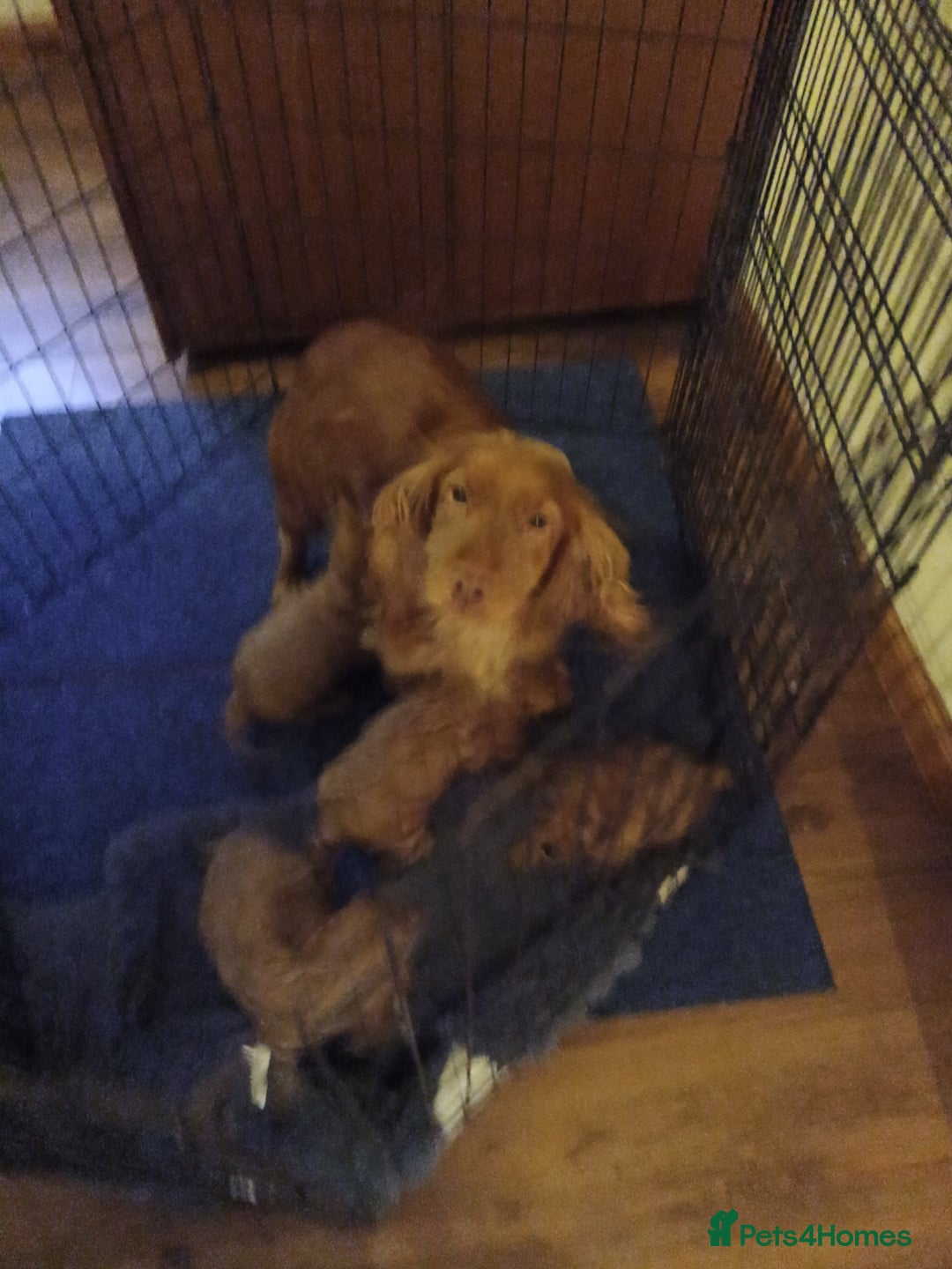 Cockapoo dogs for sale: Cockapoo puppies f1 show) ❤️ fox Red. !!!!!!. - Image 6