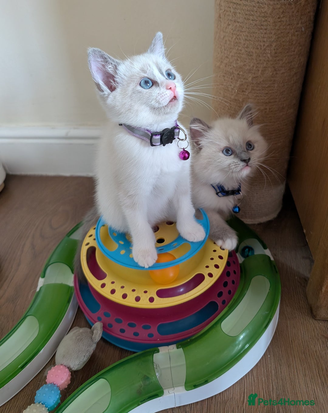Ragamese cats for sale: 🐾💎Ragdoll X Siamese (Ragamese) Kittens💎🐾 - Image 5