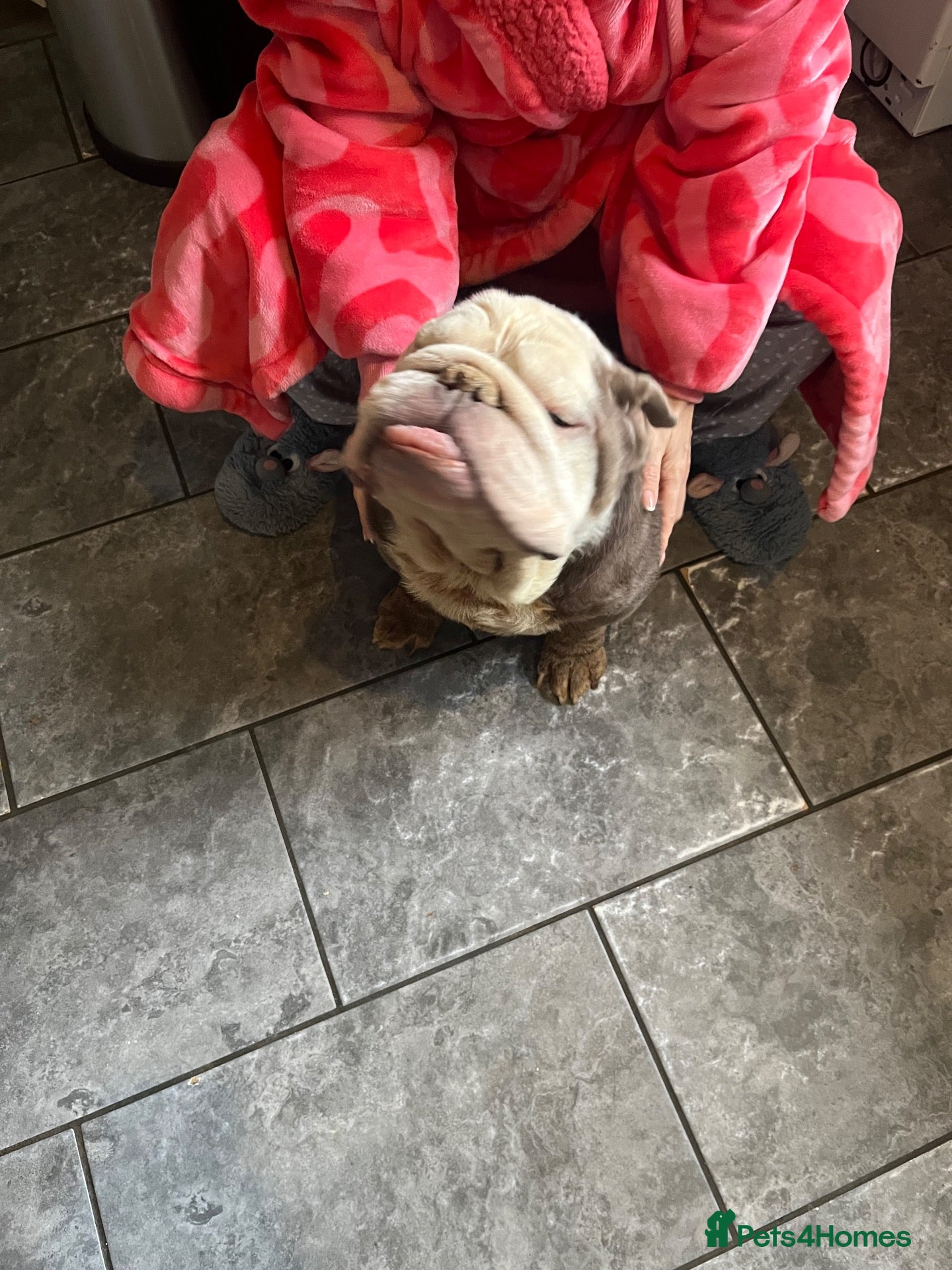 English Bulldog dogs for sale: 9 year old - full pedigree bulldog  - Advert 11