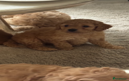 Cockapoo dogs for sale: stunning litter of cockapoo puppies  - Image 2