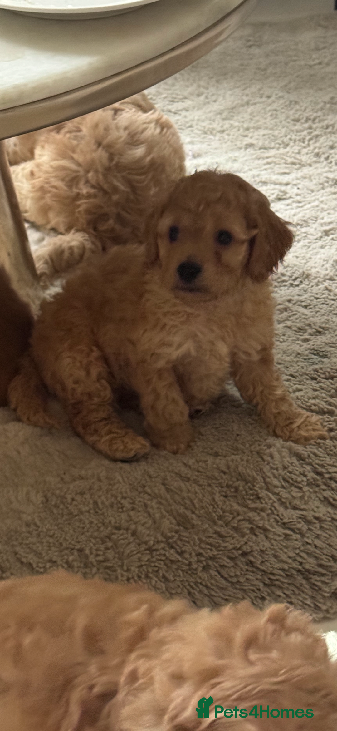 Cockapoo dogs for sale: stunning litter of cockapoo puppies  - Image 2
