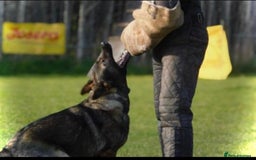 German Shepherd dogs for sale: Outstanding KC Working Line German Shepherd Pups - Image 16
