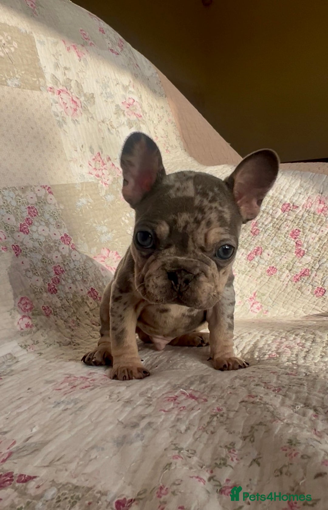 French Bulldog dogs for sale: Outstanding Frenchie Babies  - Advert 14