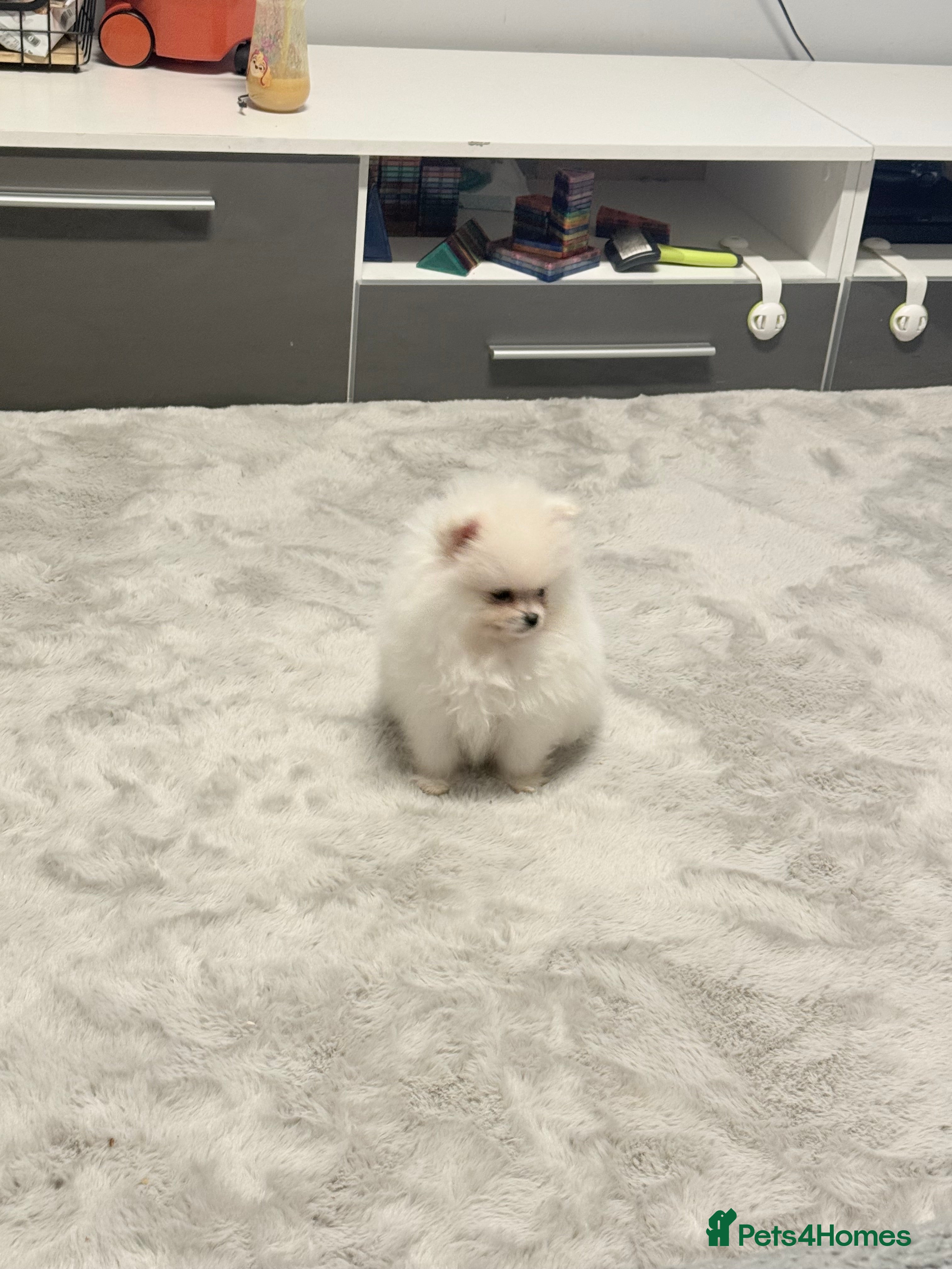Pomeranian dogs Super cute white KC teddy bears(only girl left ) - Advert 18