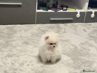 Pomeranian dogs Super cute white KC teddy bears(only girl left ) - Advert 18