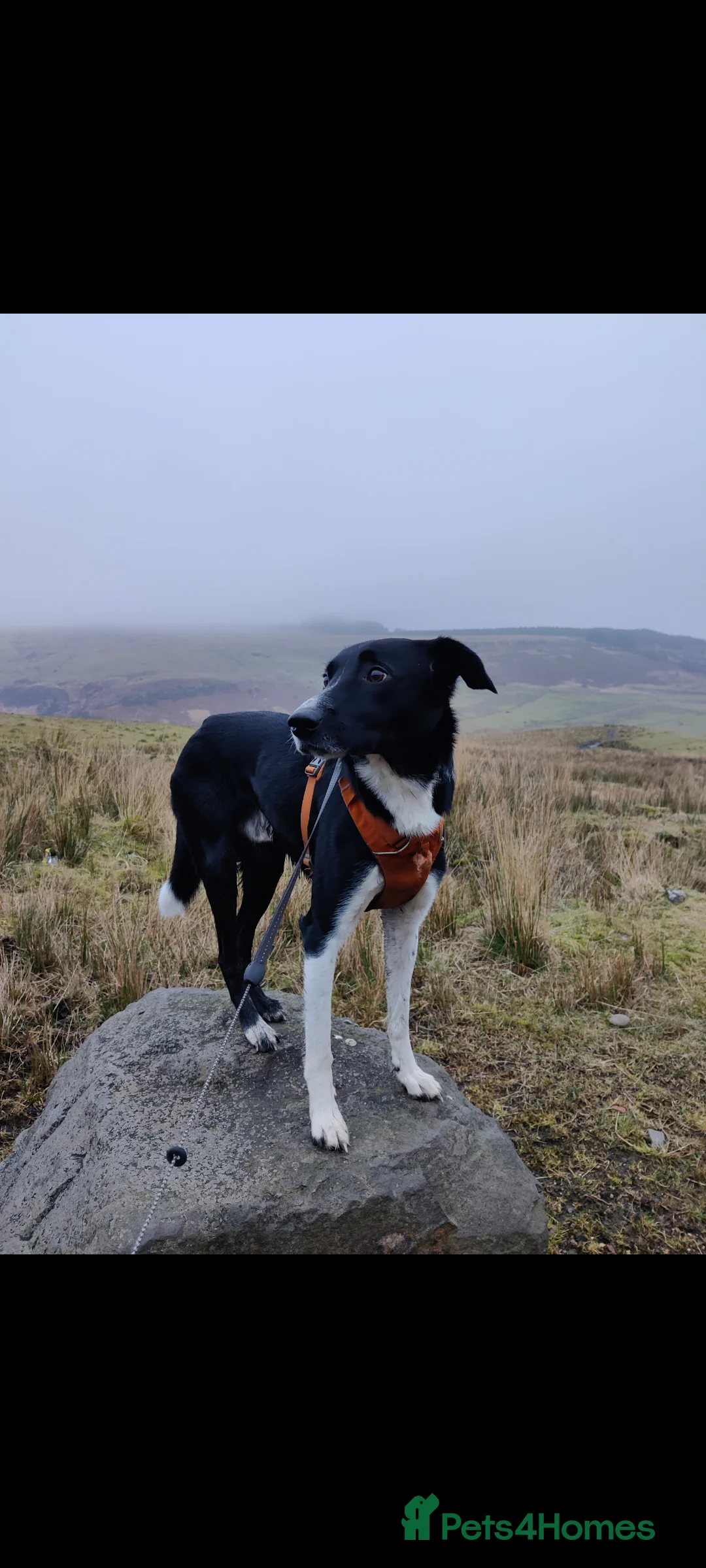 Mixed Breed dogs for sale: Rehoming adult dog - Advert 7