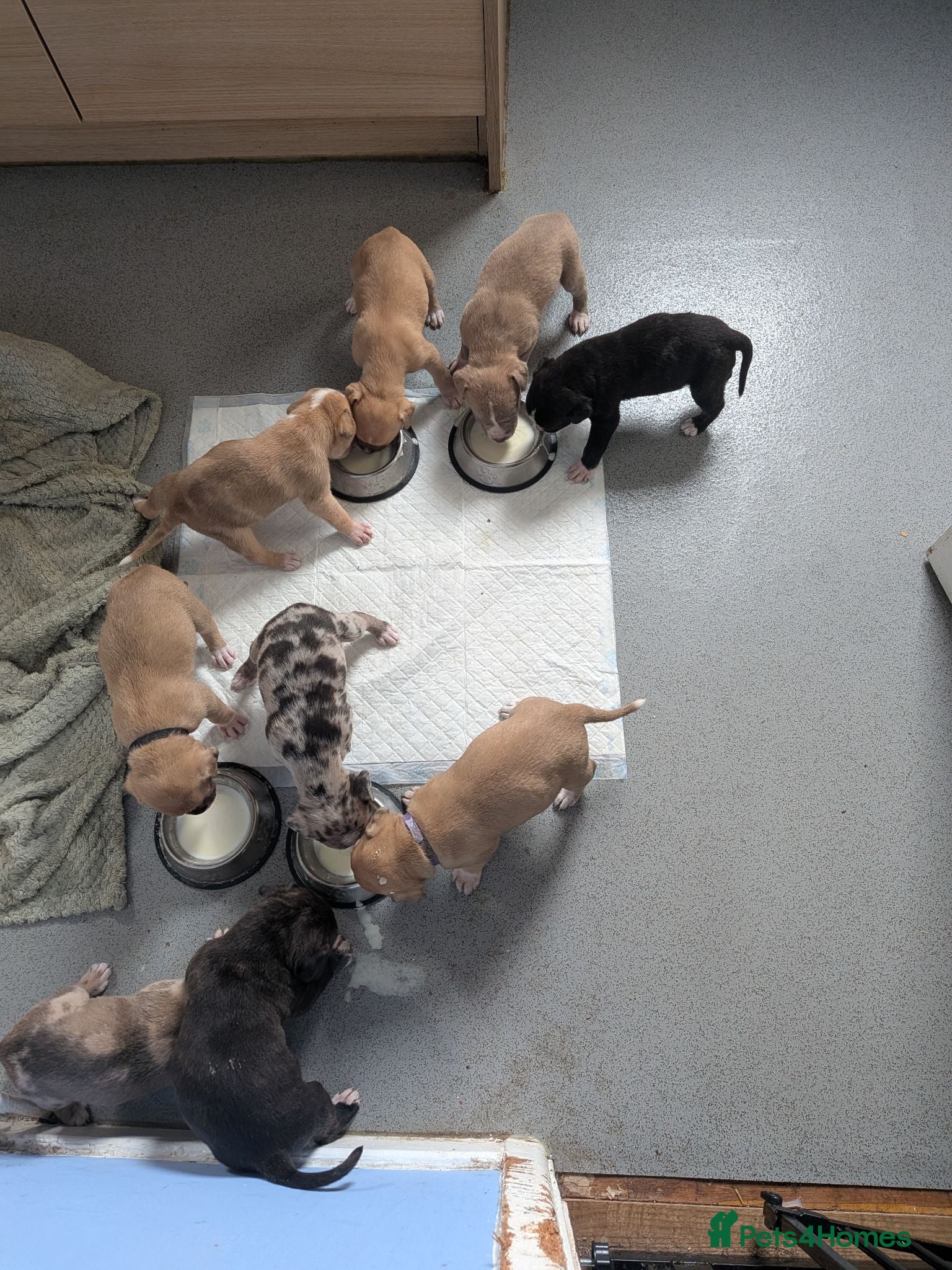 Mixed Breed dogs Mixed mastiff breed puppies - Advert 9