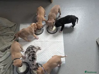 Mixed Breed dogs Mixed mastiff breed puppies - Advert 9