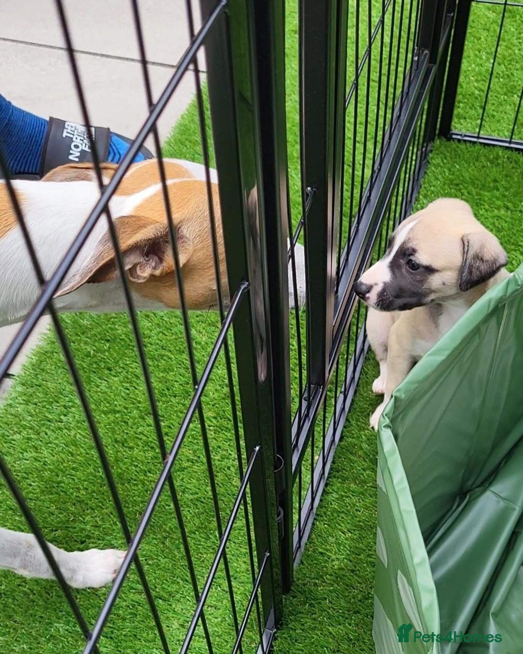 Whippet dogs KC Gorgeous Whippet pups. - Advert 2