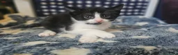Mixed Breed cats for sale: 2 stunning black and white Kittens left - Advert 24