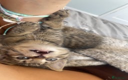 Mixed Breed cats for sale: 5 beautiful kittens ready to go! - Image 4