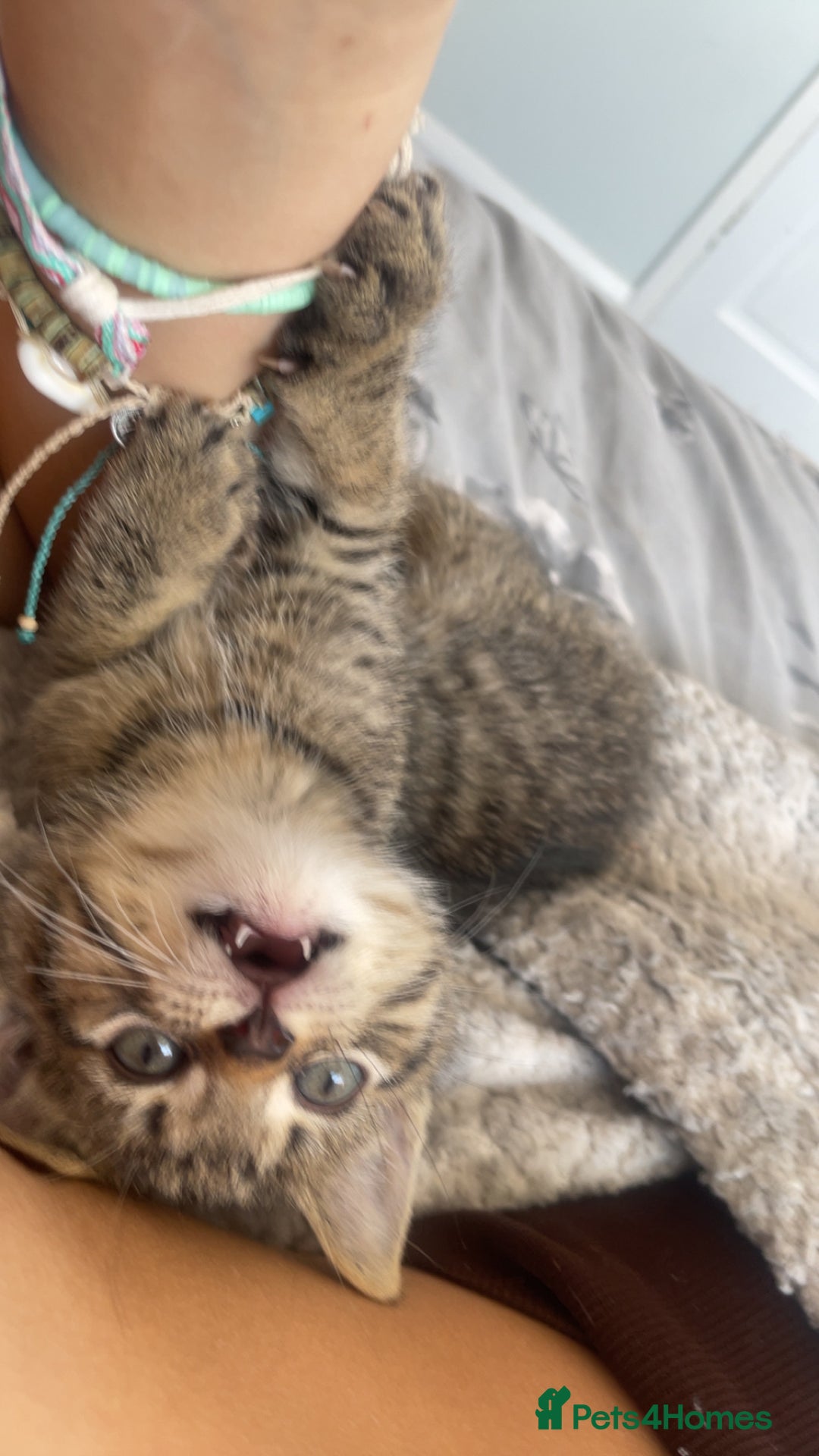 Mixed Breed cats for sale: 5 beautiful kittens ready to go! - Image 4