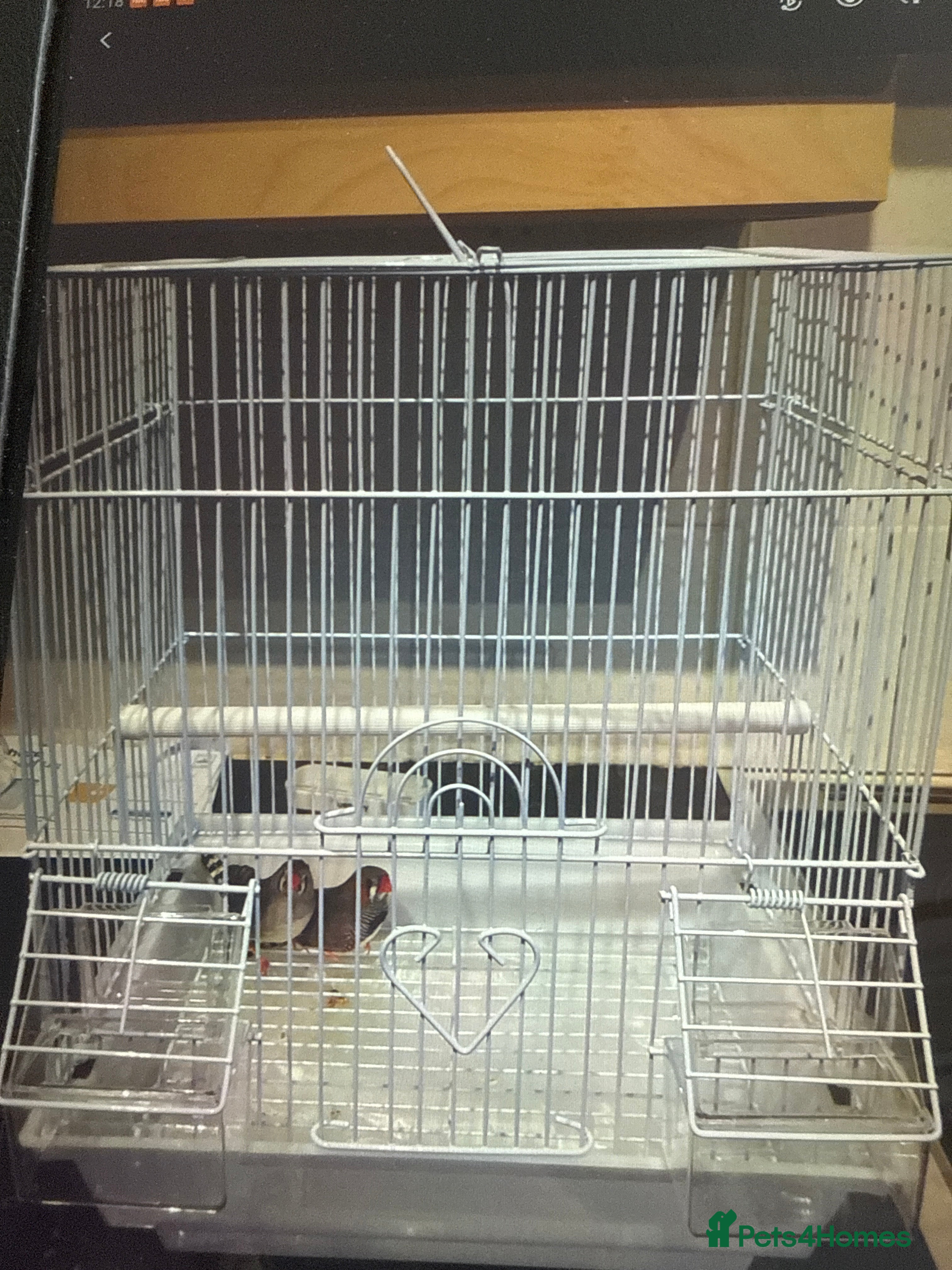 Finches birds Zebra finches  - Advert 1