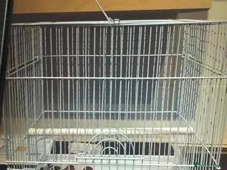 Finches birds Zebra finches - Advert 1