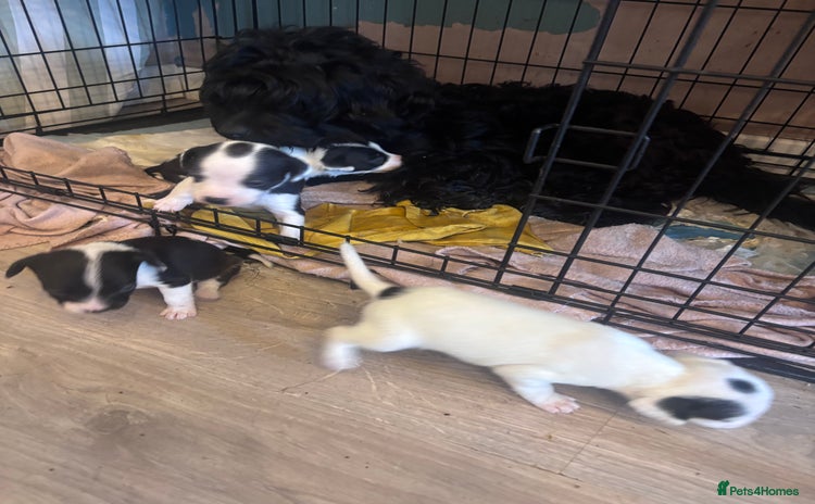 Mixed Breed dogs - Advert 14