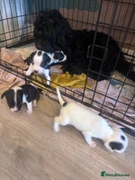 Mixed Breed dogs - Advert 6