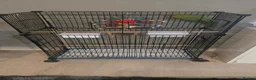 Ringnecks birds for sale: 2 x ringnecks, complete set up - Advert 4