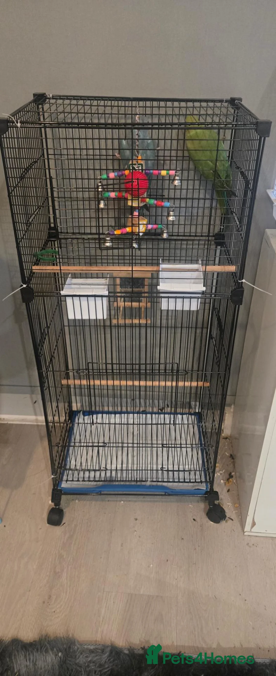 Ringnecks birds for sale: 2 x ringnecks, complete set up - Advert 4