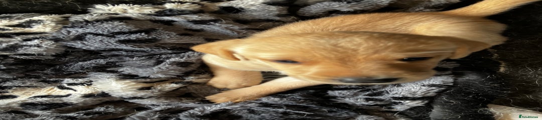 Labrador Retriever Puppy 1
