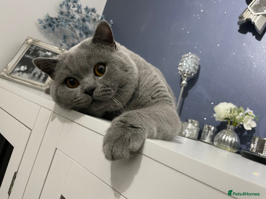 British Shorthair cats for stud: 🏆🔥GCCF BLUE CHAMPION STUD CARRYING CINNAMON 🔥🏆 - Advert 11
