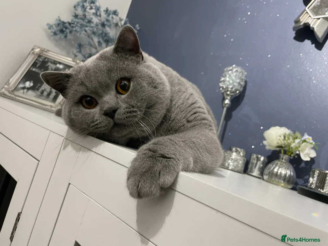 British Shorthair cats for stud: 🏆🔥GCCF BLUE CHAMPION STUD CARRYING CINNAMON 🔥🏆 - Advert 11