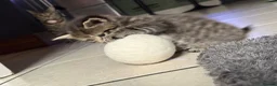 Mixed Breed cats for sale: Half ragdoll half silver bengal  - Advert 8