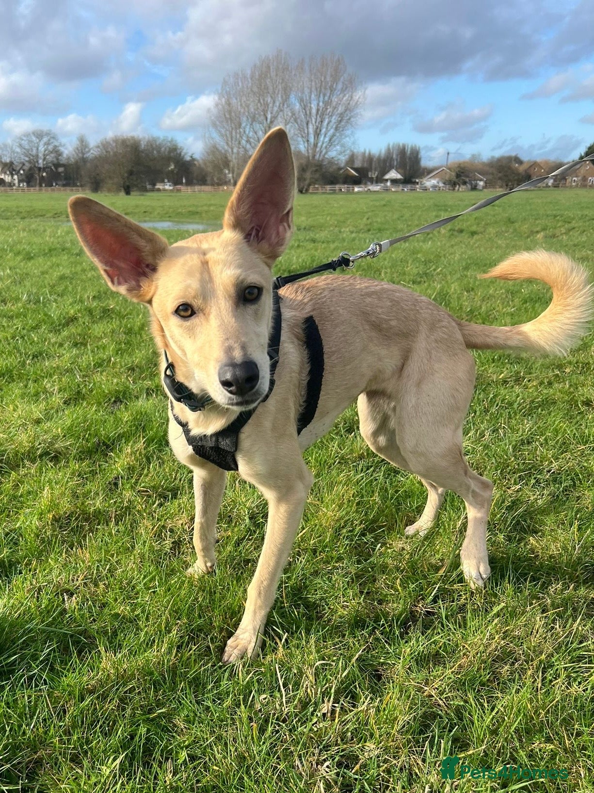 Mixed Breed dogs Wonderful Susie looking for her family  in Sunbury-on-Thames - Advert 1