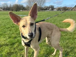 Mixed Breed dogs Wonderful Susie looking for her family in Sunbury-on-Thames - Advert 1