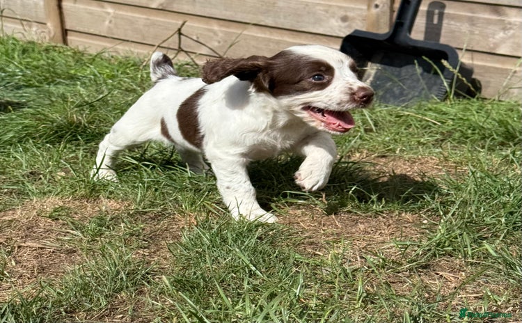 English Springer Spaniel dogs - Advert 1
