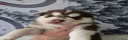 Siberian Husky dogs for sale: Fluffy & Smart Siberian Huskies 2 girls left - Advert 20