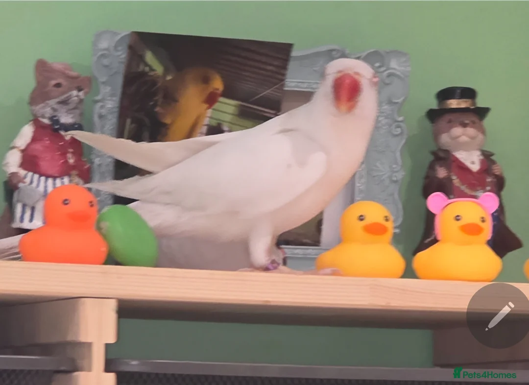 Ringnecks birds for sale:  White Indian Ringneck "Binky"  - Advert 1