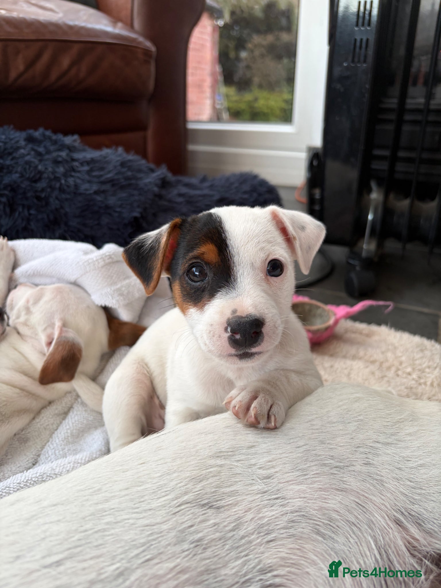 Jack Russell dogs Beautiful litter of 7 amazing Jack Russel puppies - Advert 2
