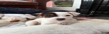 Jack Russell Puppy 3 - Boy