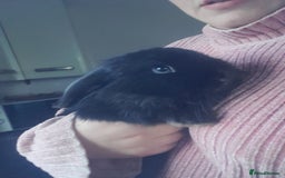 Mixed Breed rabbits for sale: 2 girls comes with everything  - Advert 11