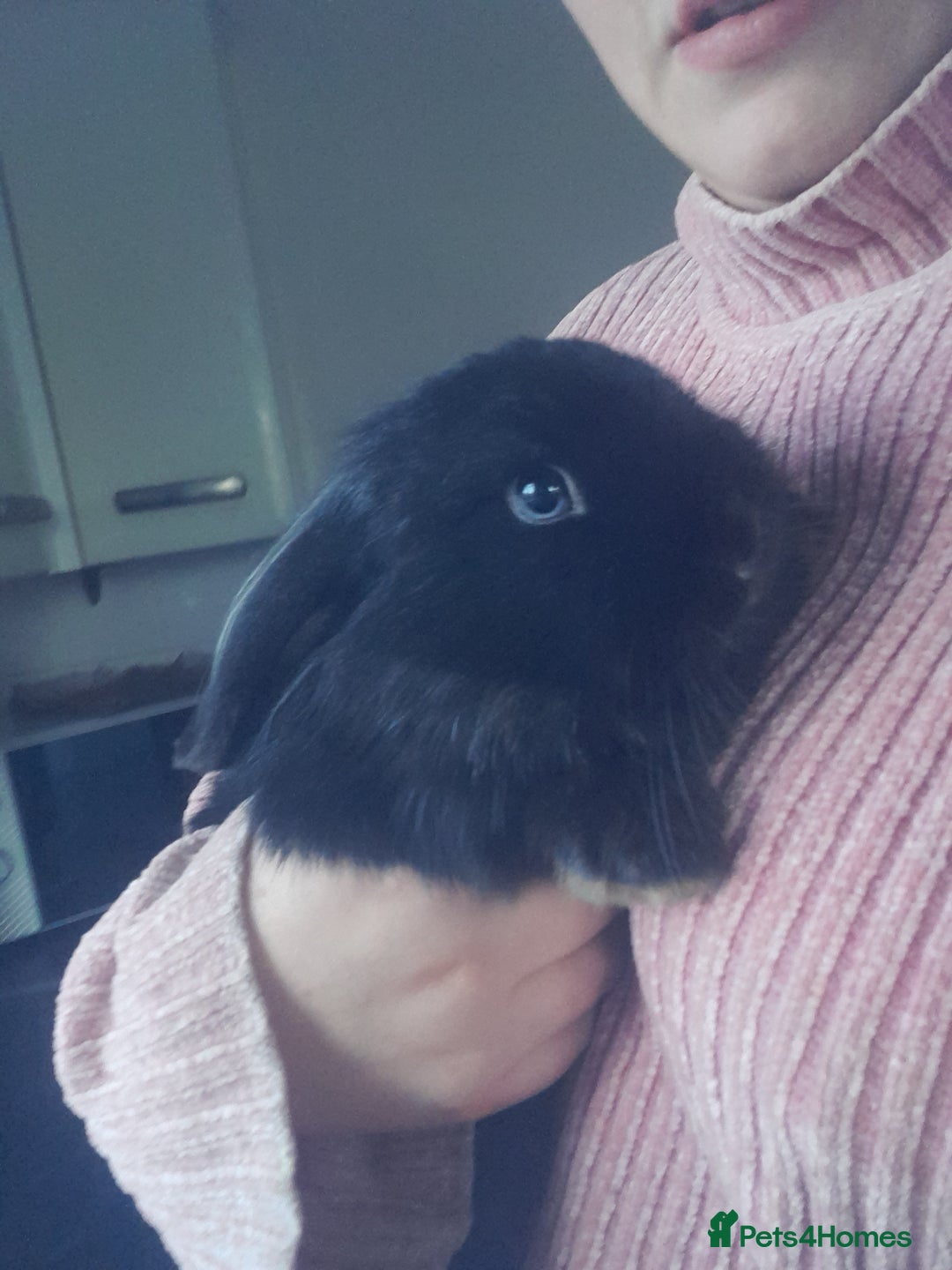 Mixed Breed rabbits for sale: 2 girls comes with everything  - Advert 11