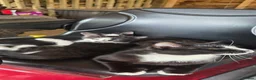 Domestic Shorthair cats for sale: 2 Stunning black and white tuxedo kittens - Advert 15