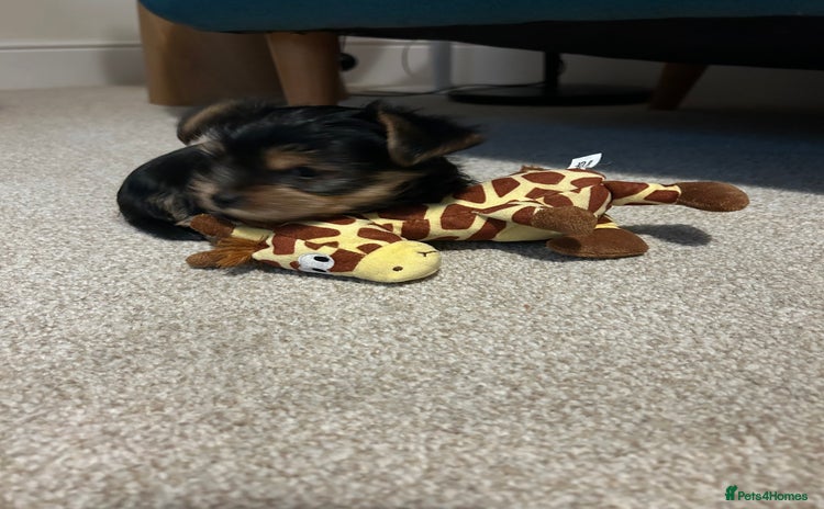 Yorkshire Terrier dogs - Advert 7