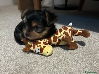 Yorkshire Terrier dogs - Advert 13