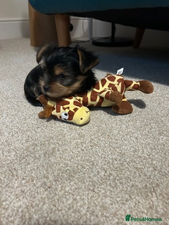 Yorkshire Terrier dogs - Advert 7