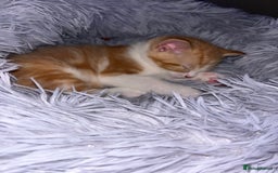 Mixed Breed cats for sale: Ginger mixed breed kittens - Image 5