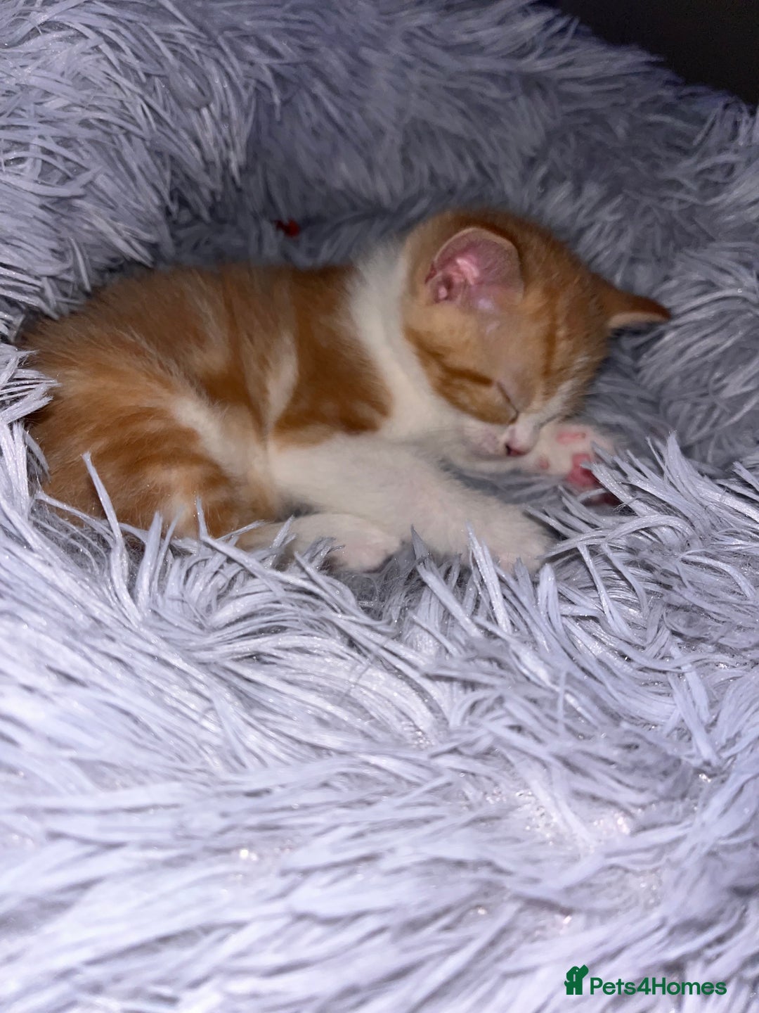 Mixed Breed cats for sale: Ginger mixed breed kittens - Image 5