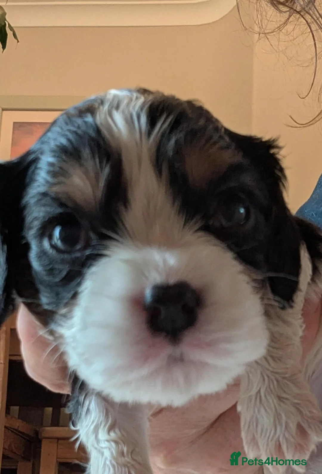 Cavalier King Charles Spaniel dogs for sale: KC reg KING CHARLES CAVALIER PUPS in Milford Haven - Advert 2