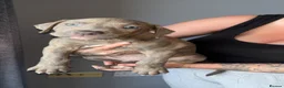 Mixed Breed dogs for sale: Bull lurchers  - Advert 9