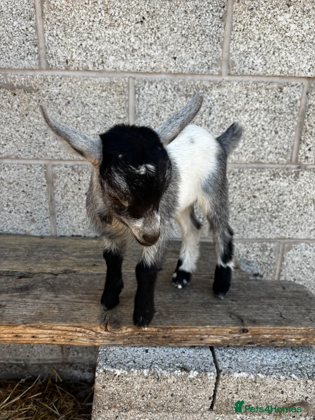 Mixed Breed livestock for sale: 2 x Pygmy Wether Kids Ready to Go  in Huddersfield - Advert 6