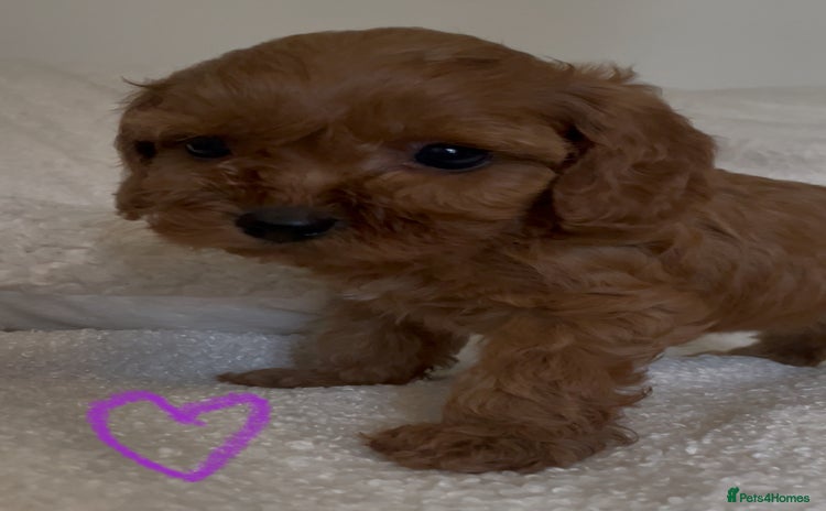 Cavapoo dogs - Advert 2