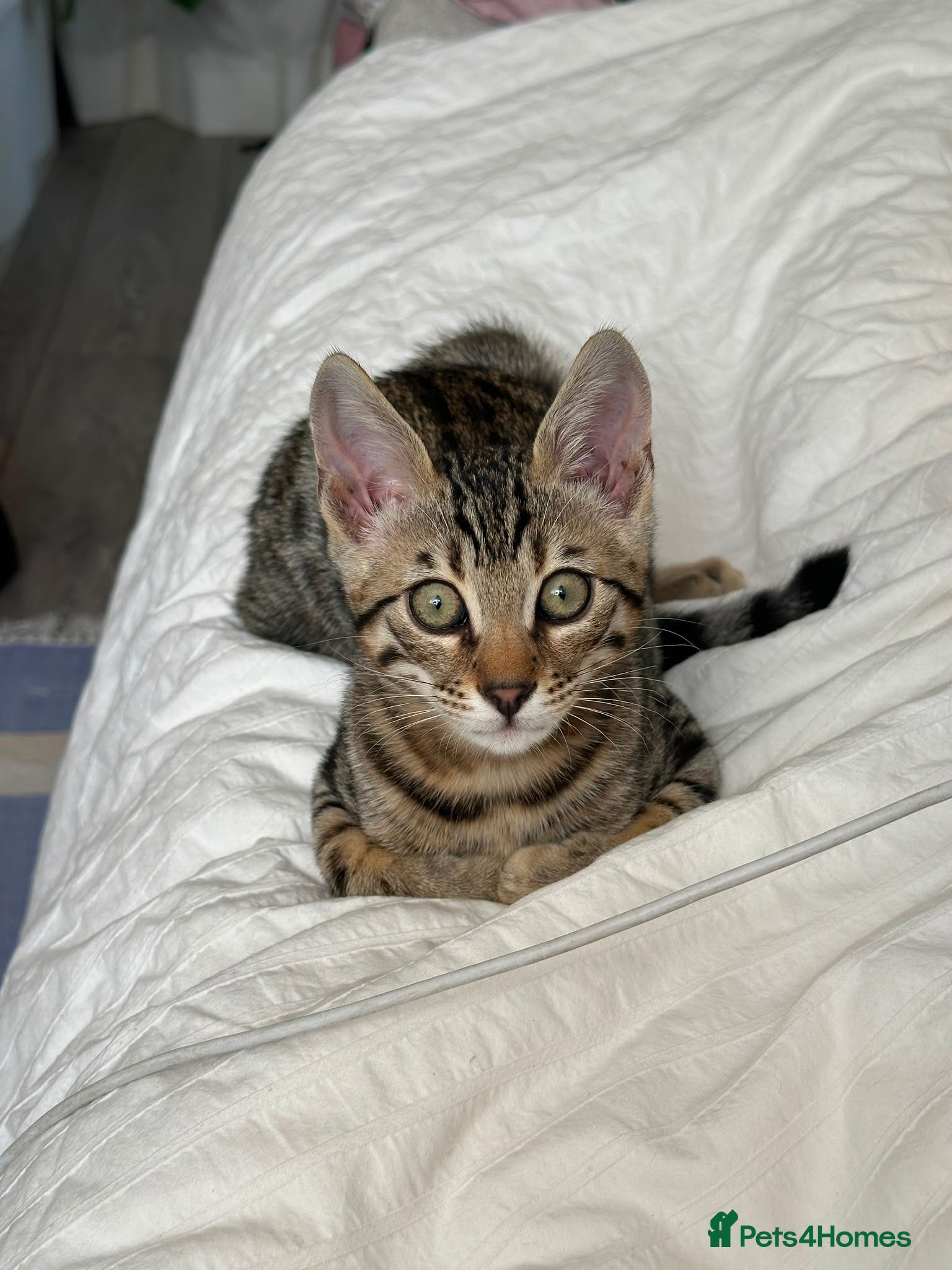 Bengal cats  Silver, Snow & brown Spotted Bengal Kittens - Advert 2